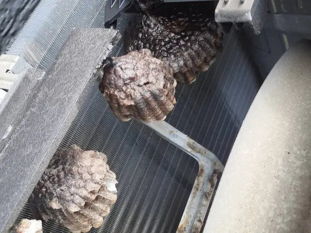 ◆即日対応◎アシナガバチは8800円◎スズメバチ駆除11,000円サービスの画像