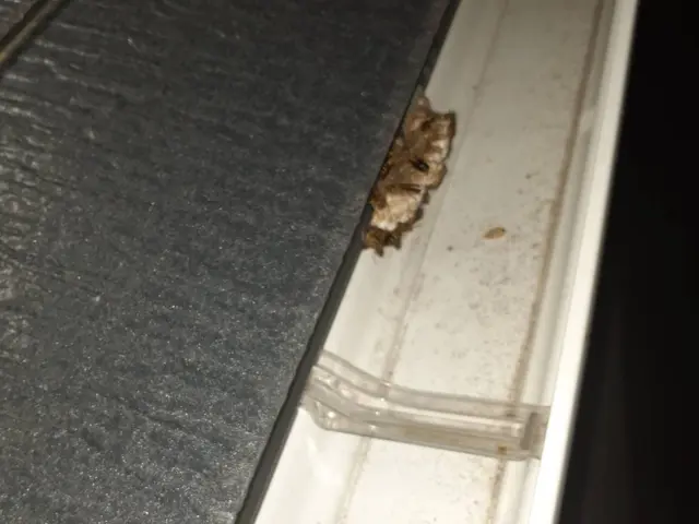 ◆即日対応◎アシナガバチは8800円◎スズメバチ駆除11,000円サービスの画像