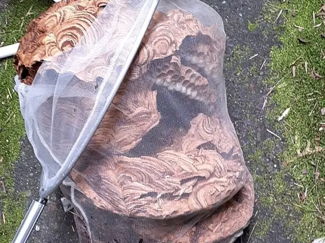 ◆即日対応◎アシナガバチは8800円◎スズメバチ駆除11,000円サービスの画像