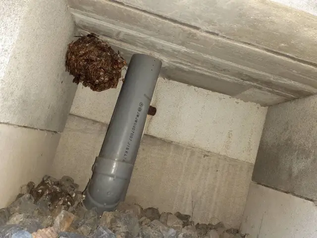 ◆即日対応◎アシナガバチは8800円◎スズメバチ駆除11,000円サービスの画像