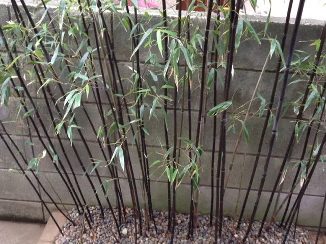 ◇庭木の剪定◇職人が作業終了まで丁寧に対応します！サービスの画像