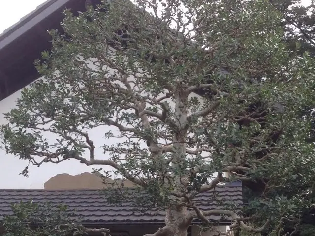 ◇庭木の剪定◇職人が作業終了まで丁寧に対応します！サービスの画像