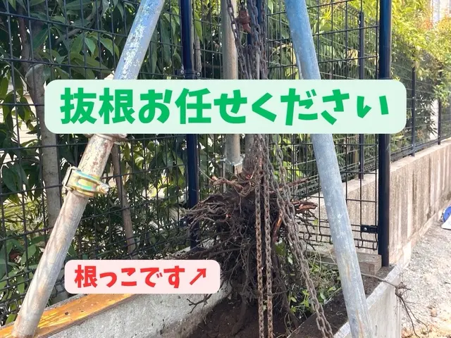 安全・迅速！伐採抜根掃除まで確実に綺麗に！サービスの画像