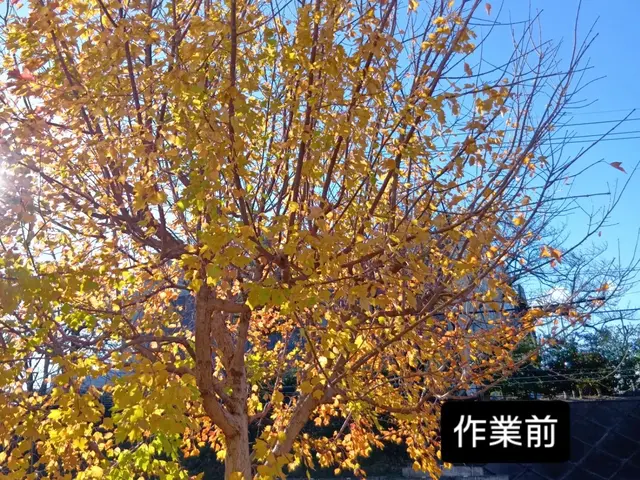 12年の実績と信頼！緑を活かし豊かな暮らしを実現していきます！サービスの画像