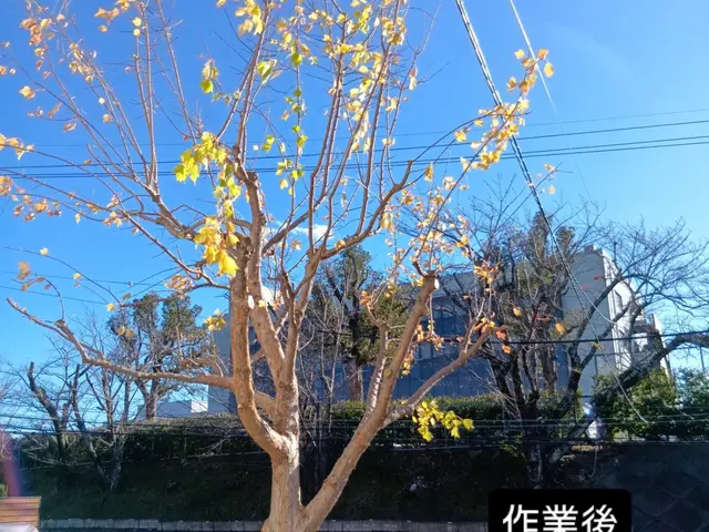 12年の実績と信頼！緑を活かし豊かな暮らしを実現していきます！サービスの画像