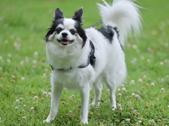【ペットポートレート】大切なご家族のいきいきした表情をのこしましょう！