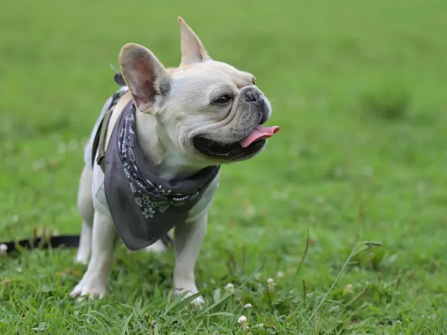 【ペットポートレート】大切なご家族のいきいきした表情をのこしましょう！