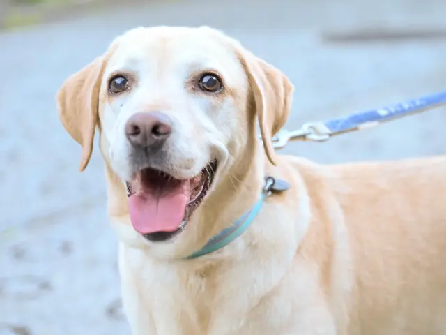 【ペットポートレート】大切なご家族のいきいきした表情をのこしましょう！