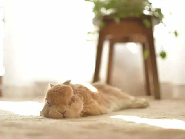 【ペットポートレート】大切なご家族のいきいきした表情をのこしましょう！