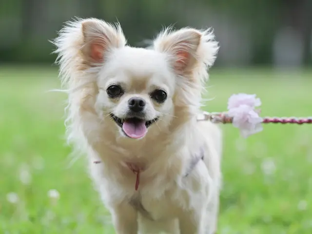 【ペットポートレート】大切なご家族のいきいきした表情をのこしましょう！