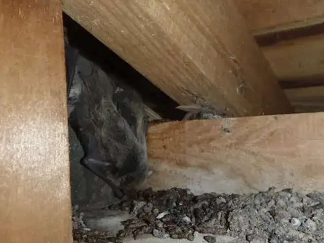 駆除歴10年以上の有資格者多数在籍【事前見積り無料】【事前調査可能】関西支店サービスの画像