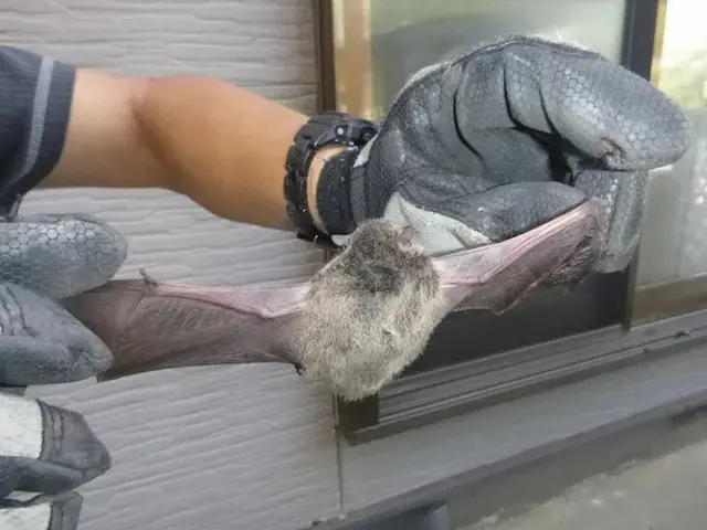 駆除歴10年以上の有資格者多数在籍【事前見積り無料】【事前調査可能】関西支店サービスの画像