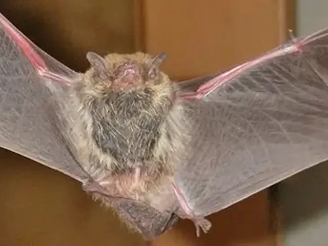 駆除歴10年以上の有資格者多数在籍【事前見積り無料】【事前調査可能】関西支店サービスの画像