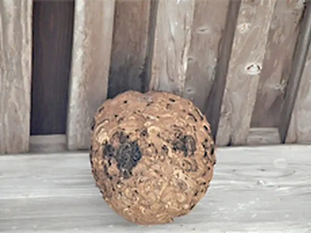 アシナガバチ専門＜クレカOK・paypayOK＞ハチ駆除、当日施工可能サービスの画像