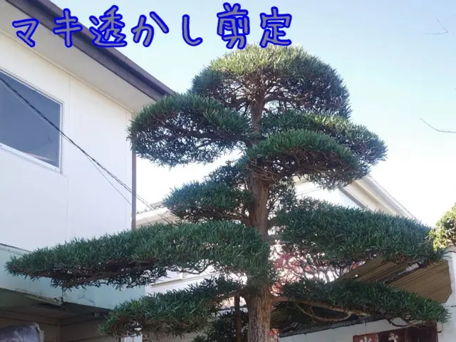 地域密着！経験10年以上、2級造園施工管理技士による剪定　☆冬季限定価格サービスの画像