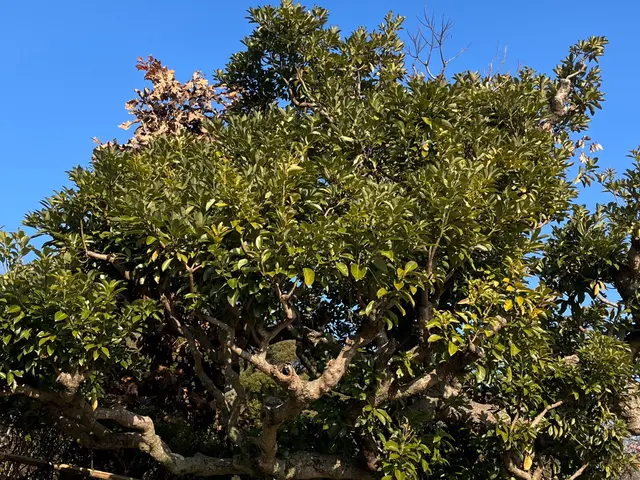 地域密着！経験10年以上、2級造園施工管理技士による剪定サービスの画像