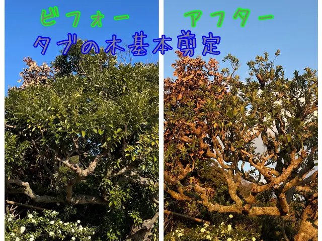 地域密着！経験10年以上、2級造園施工管理技士による剪定　☆冬季限定価格サービスの画像