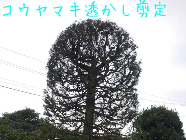 地域密着！経験10年以上、2級造園施工管理技士による剪定　☆冬季限定価格サービスの画像