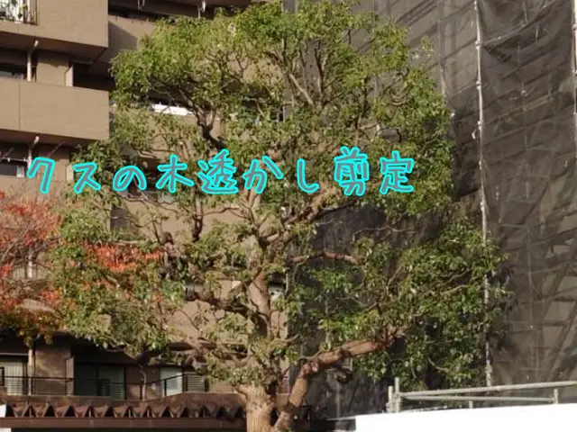 地域密着！経験10年以上、2級造園施工管理技士による剪定　☆冬季限定価格サービスの画像