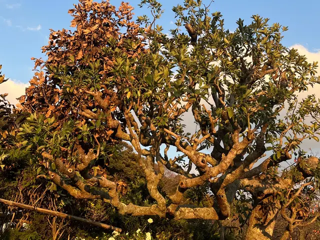 地域密着！経験10年以上、2級造園施工管理技士による剪定サービスの画像