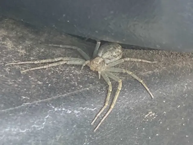 キモイ、クモの巣掃除ウザイな、と思ったら駆除施工は、ぜひ当社にお任せください！サービスの画像