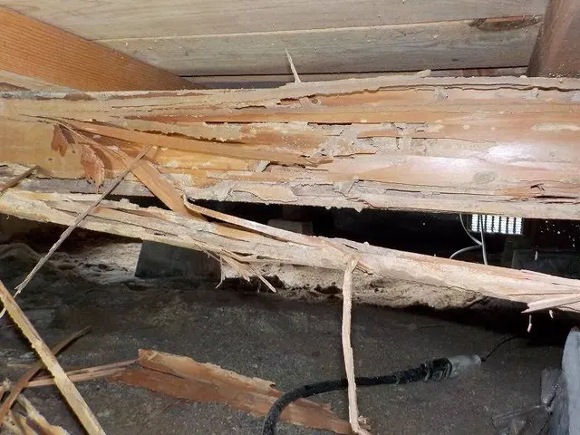 【注目( • ̀ω•́ )っ】国家資格保有プロが行う再発なしの「シロアリ駆除」サービスの画像