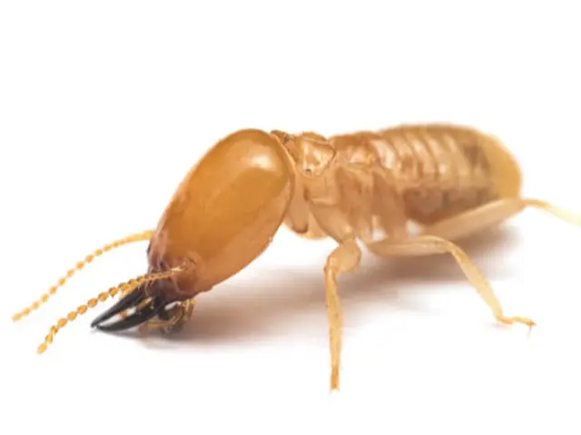 【注目( • ̀ω•́ )っ】国家資格保有プロが行う再発なしの「シロアリ駆除」サービスの画像