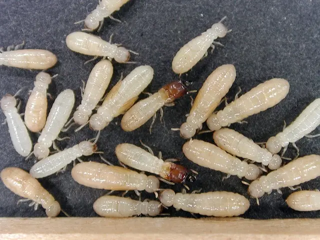 【注目( • ̀ω•́ )っ】国家資格保有プロが行う再発なしの「シロアリ駆除」サービスの画像