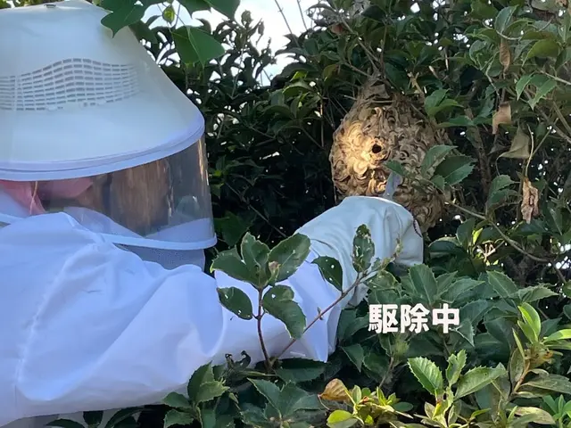 業歴15年のベテランがご訪問！巣を見付けたらすぐご連絡を！サービスの画像