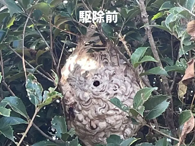 業歴15年のベテランがご訪問！巣を見付けたらすぐご連絡を！サービスの画像