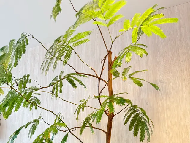 【大好評につき9.10月も継続の感謝企画!!】¥1000の虫予防土無料!!サービスの画像