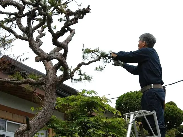 1000件以上の実績！親切・丁寧な庭木のプロフェッショナルサービスの画像