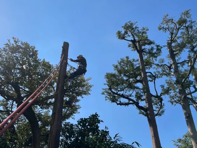 1000件以上の実績！親切・丁寧な庭木のプロフェッショナルサービスの画像