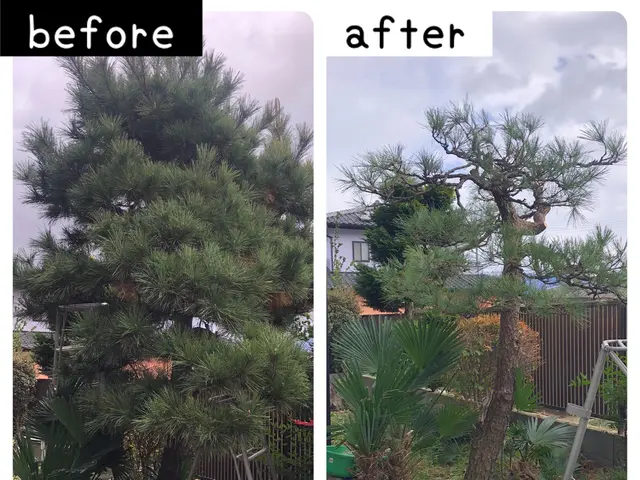 庭木の剪定　◎地域密着店◎予約から作業まで100%自社対応◎営業時間外も対応可能サービスの画像