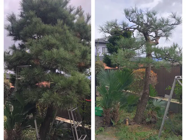 庭木の剪定　◎地域密着店◎予約から作業まで100%自社対応◎営業時間外も対応可能サービスの画像