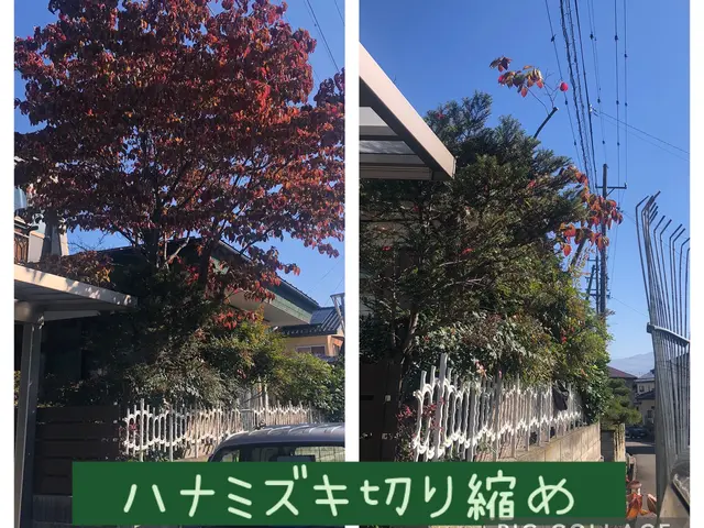 庭木の剪定　◎地域密着店◎予約から作業まで100%自社対応◎営業時間外も対応可能サービスの画像