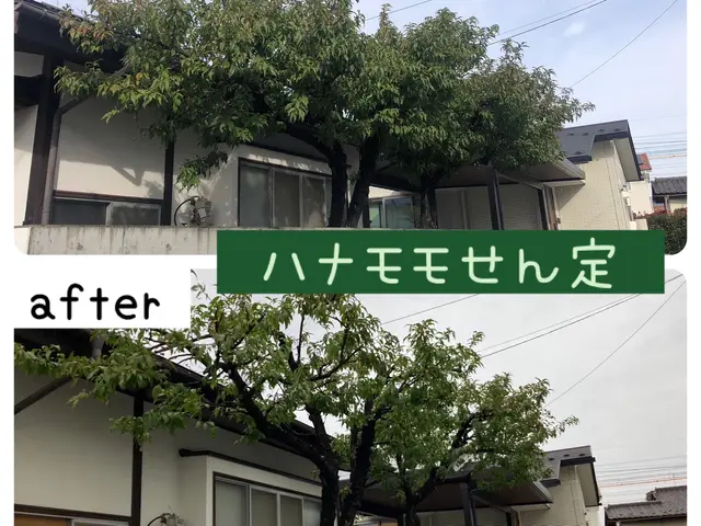 庭木の剪定　◎地域密着店◎予約から作業まで100%自社対応◎営業時間外も対応可能サービスの画像