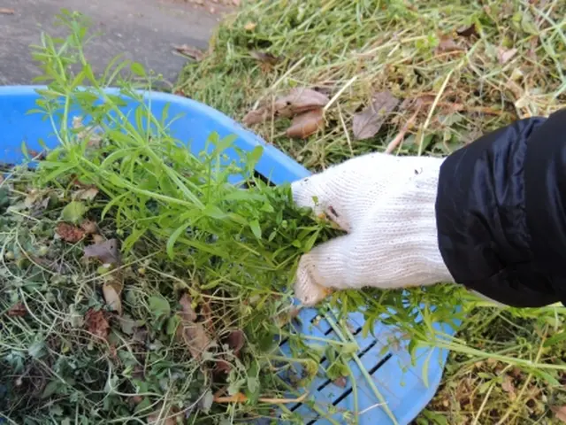 【受付中】忙しくてなかなか出来ない雑草抜きは、依頼しましょう！サービスの画像