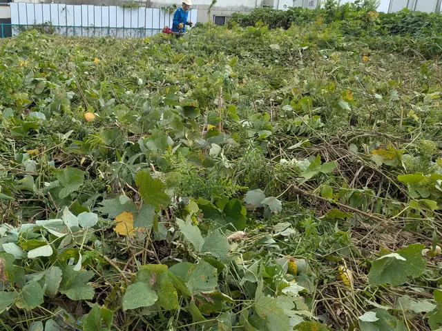 綺麗スッキリ！【安心の法人運営！】【返信迅速対応！】【面倒な草刈りは弊社に！】サービスの画像