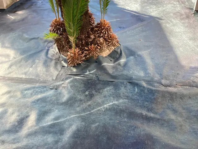 店長の桝谷が責任を持って雑草をむしります！雑草からの心配から解放されませんか？サービスの画像