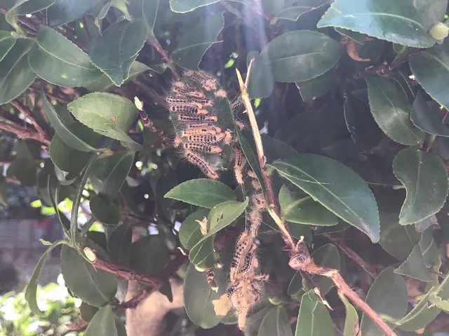 ●害虫駆除●女性スタッフ同行可能●再発時のアフターケア●とことん駆除サービスの画像