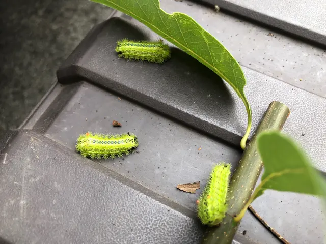 ●害虫駆除●女性スタッフ同行可能●再発時のアフターケア●とことん駆除サービスの画像