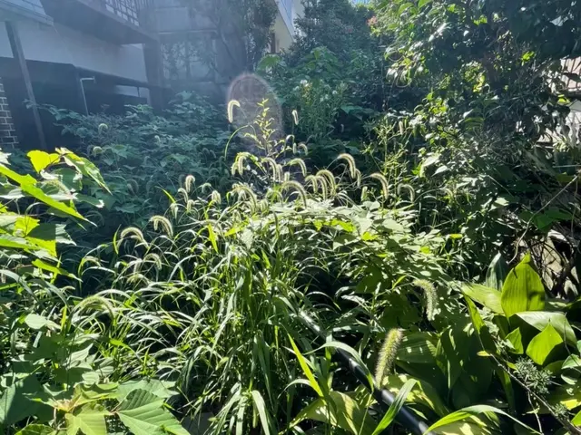 《完全自社施工》お庭スッキリしませんか？小さなご依頼も一生懸命作業します！サービスの画像