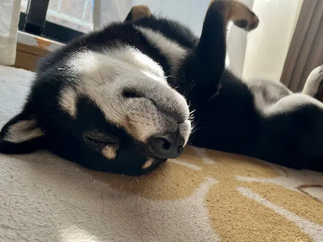 お留守番を寂しくないものへ◎プロのシッターが個性を大切に愛情のこもったお世話を！サービスの画像