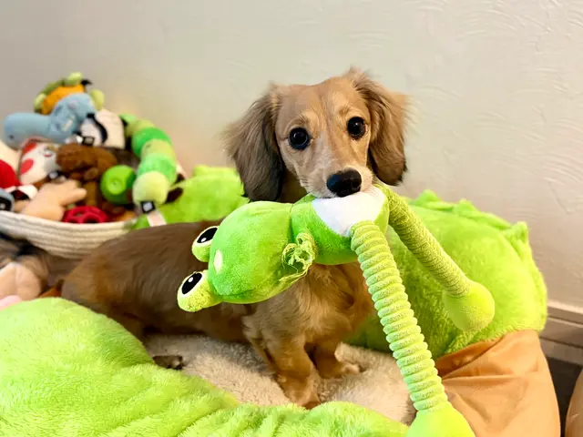 お留守番を寂しくないものへ◎プロのシッターが個性を大切に愛情のこもったお世話を！サービスの画像