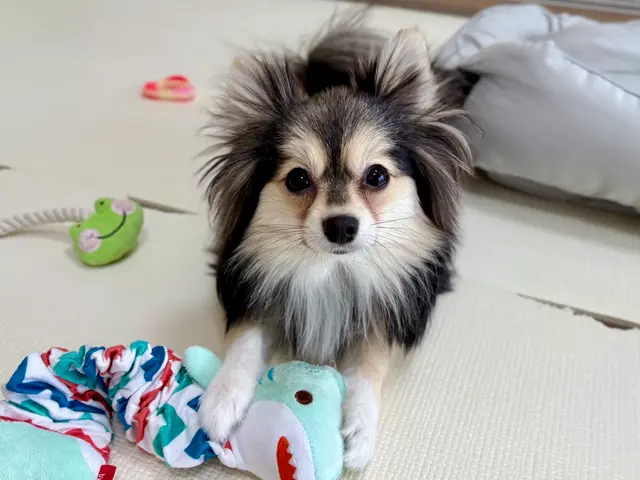 お留守番を寂しくないものへ◎プロのシッターが個性を大切に愛情のこもったお世話を！サービスの画像