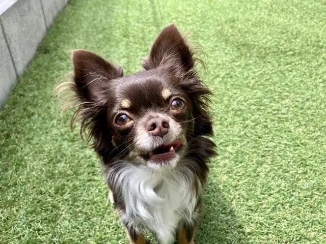 お留守番を寂しくないものへ◎プロのシッターが個性を大切に愛情のこもったお世話を！サービスの画像