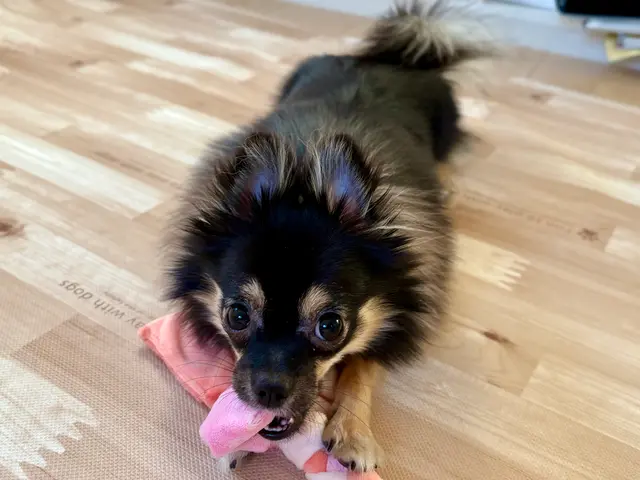 お留守番を寂しくないものへ◎プロのシッターが個性を大切に愛情のこもったお世話を！サービスの画像