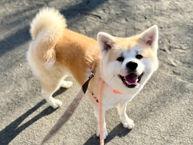 お留守番を寂しくないものへ◎プロのシッターが個性を大切に愛情のこもったお世話を！サービスの画像