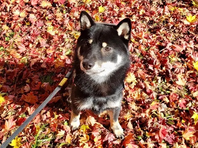 お留守番を寂しくないものへ◎プロのシッターが個性を大切に愛情のこもったお世話を！サービスの画像